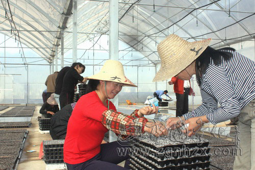 寧化專業(yè)化育苗讓煙農(nóng)減工降本得實(shí)惠