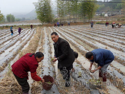曹坊鄉冬季農業生產紅紅火火