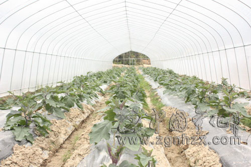 寧化建設綠色生態型農業科技農莊