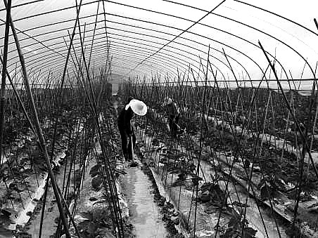 山坳崛起生態(tài)農(nóng)莊