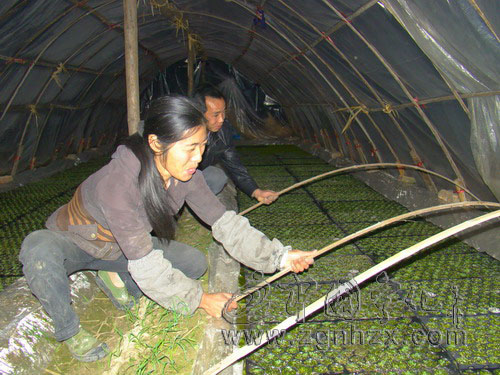 寧化煙苗蓋上“雙層被”