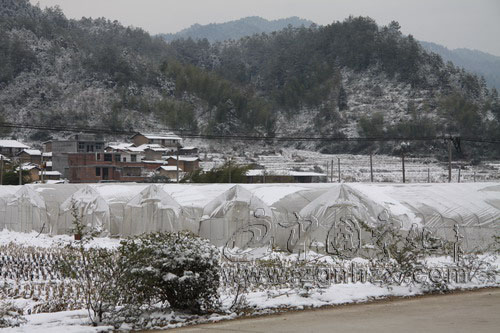 寧化280名煙技員抗凍忙