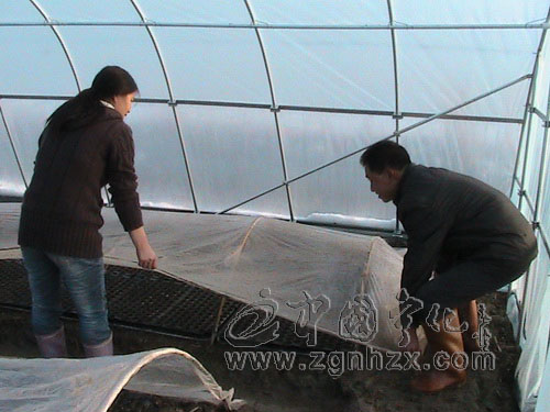 泉上、淮土等鄉鎮全力為煙苗防寒保暖