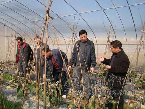寧化：農作物遭重創  農技員忙指導