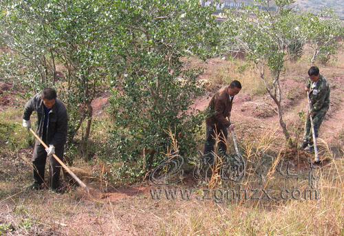淮土鄉今冬墾復油茶1300畝