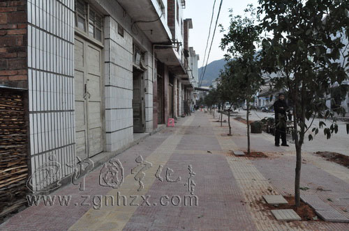 濟村鄉(xiāng)：種下桂花樹，美化新農(nóng)村