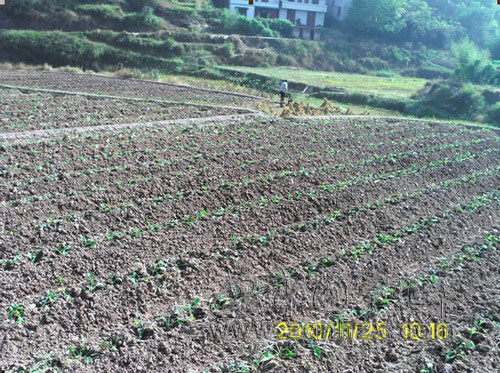 淮土鄉(xiāng)700畝油菜順利移栽