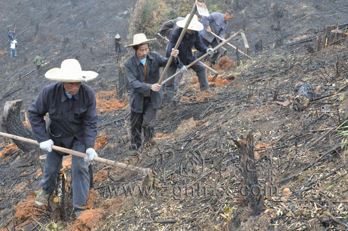 寧化：2000多農民工造林忙