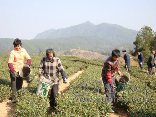 寧化翠云茶廠“冬補”忙