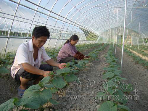 周光托：普通的村級農技員也閃光