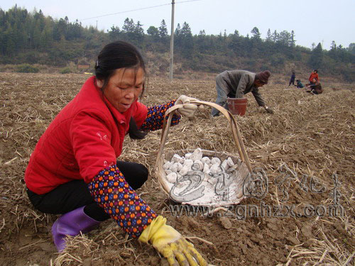 瓦莊村沙質(zhì)地試種馬鈴薯500畝