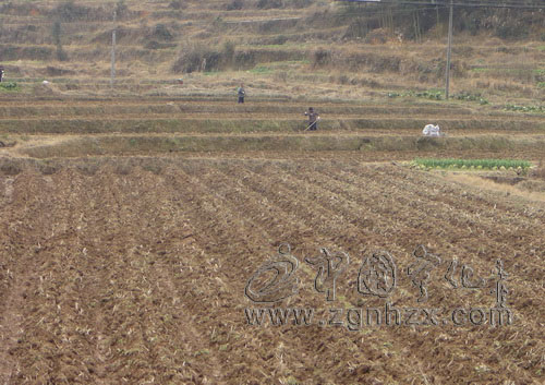 淮土鄉7600畝“翠碧一號”移栽準備就緒