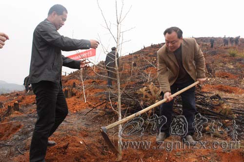 上班第一天 寧化林業人造林忙