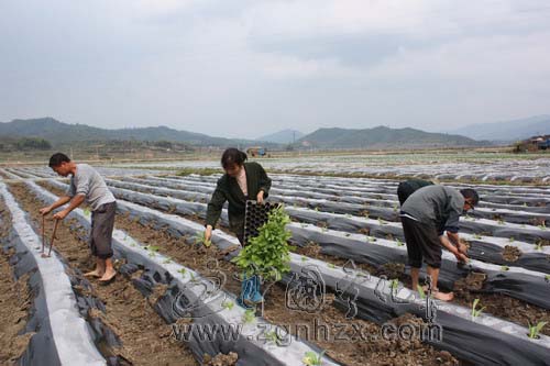 寧化搶抓時機移栽11萬畝“翠碧一號”