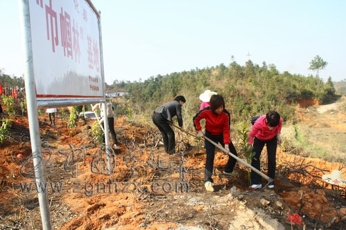 寧化：150位“半邊天”忙造“巾幗林”