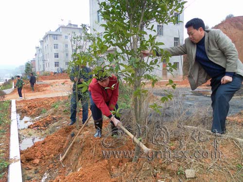 曹坊鄉植樹造林掀熱潮