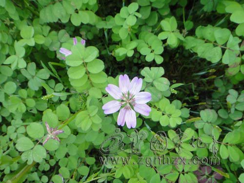 淮土鄉200畝紫云英豐收在望