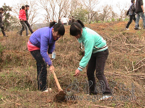 泉上鎮(zhèn)奏響植樹造林“綠色樂章”