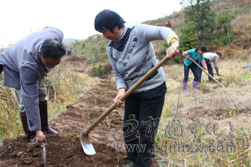 寧化淮土今春新植油茶20萬株