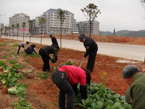 寧化城監(jiān)大隊：清理城區(qū)違章種植2800平米