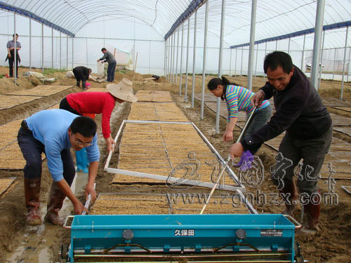 寧化水稻播種首次推行機播新技術