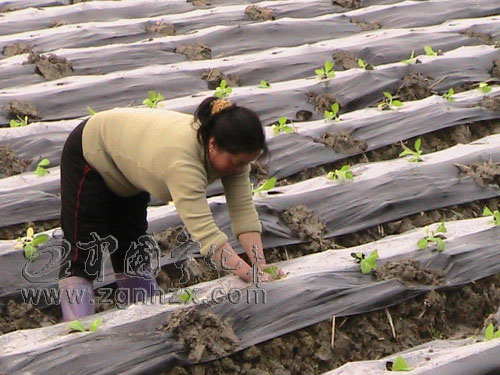 泉上鎮(zhèn)1.5萬畝“K326”烤煙移栽結(jié)束