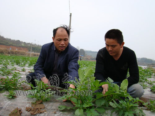 萬畝馬鈴薯豐收在望 農(nóng)技專家田間指導(dǎo)忙