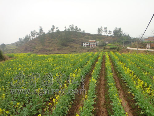 淮土鄉(xiāng)700畝油菜競相開花