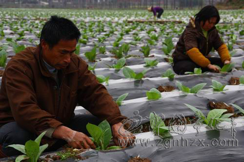寧化示范種植生態(tài)有機(jī)煙葉