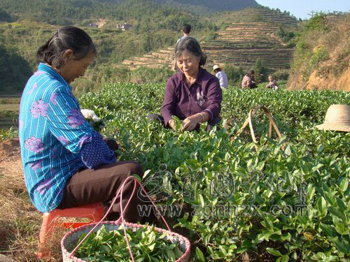 寧化獲“2010年全國重點(diǎn)產(chǎn)茶縣”殊榮