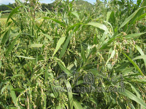 寧化啟動“淮土薏米”地理標(biāo)志產(chǎn)品保護(hù)申報工作