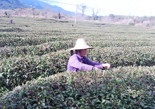 陽春三月湖村婦女采茶忙