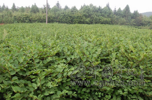 寧化虎杖項目獲三明市科技進步獎