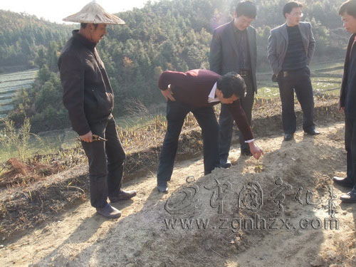 寧化縣供銷社引導10余農戶種植金銀花