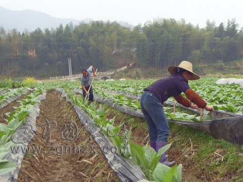 曹坊鄉完成8600余畝煙田培土