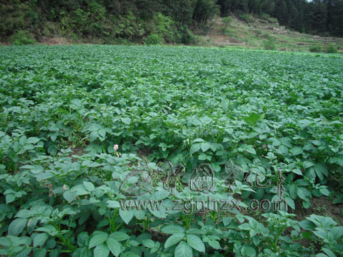 治平畬族鄉1050畝冬種馬鈴薯豐收在望