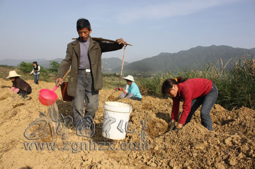 寧化湖村扶持二女戶種金銀花