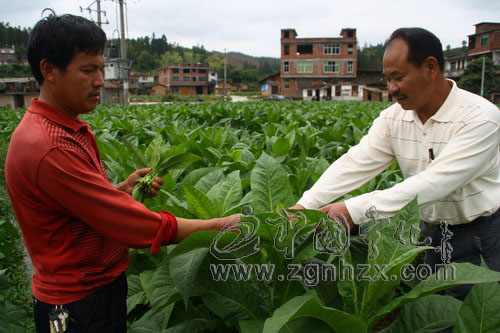 寧化200多煙技員田間亮“管經”