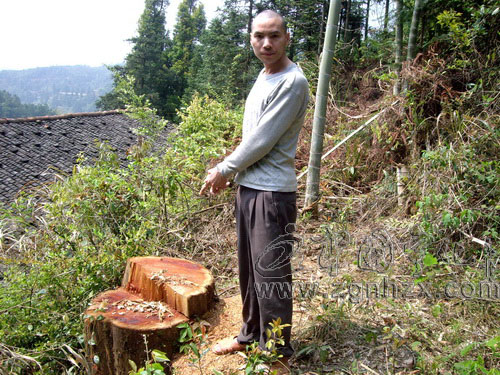 斬斷伸向南方紅豆杉的“黑手”