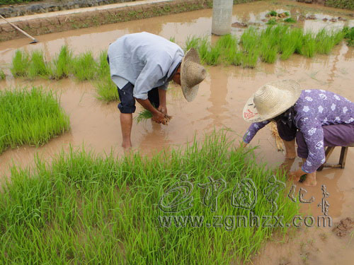 淮土鄉(xiāng)完成早稻春插7000畝