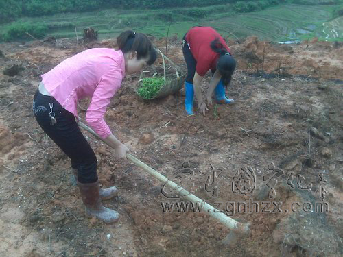 曹坊鄉(xiāng)大力推廣金銀花種植