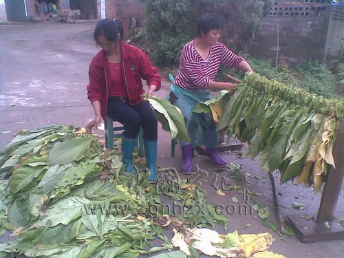 淮土鄉(xiāng)8700畝煙葉陸續(xù)開烤