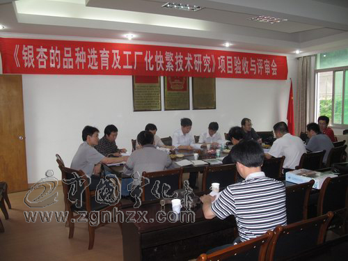 寧化銀杏品種選育及快繁技術(shù)研究領(lǐng)先國(guó)內(nèi)