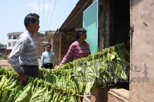 寧化縣11萬畝“翠碧一號”全面開烤