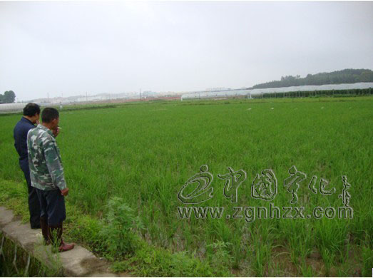 寧化：農業專家田頭防治“二化螟”