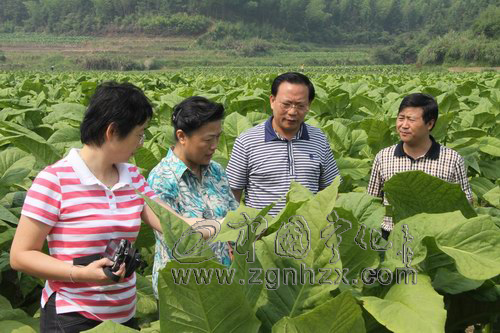 江蘇中煙副總俞惠梅來寧化考察
