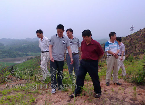 寧化縣政協開展造林綠化工作專題視察