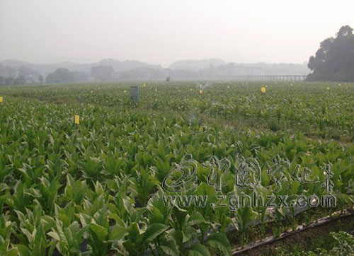 全省首個有機“初烤煙葉”認證在寧化啟動