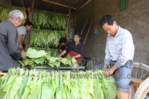 寧化：“聯合互烤”讓金葉更飄香