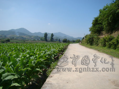 寧化：“煙基工程”造福近萬戶煙農